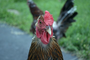 Golden Laced Wyandotte Portrait