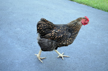 Golden Laced Wyandotte Hen Walking