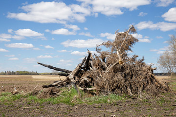pile of dead trees pushed into a heap.