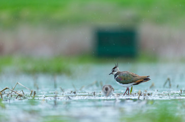 Northern lapwing (Vanellus vanellus)