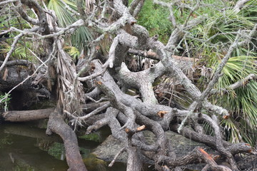 Florida Oak River