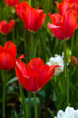 Closeup of a red tulip surrounded by other red tulips in a botanical garden flower bed.