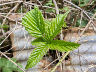 Details of leaves