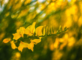 Colorfuls flowers field with bokeh background in vintage style, selective focus and blurry.Beautiful floral blur light at summer fresh concept.Beauty bloom floral wallpaper  plant border template