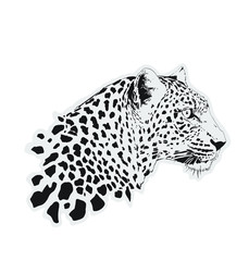 leopard 