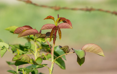 Detail of red leaves