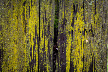 Green moss on tree bark background