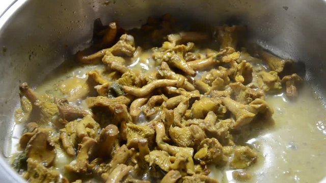 Cantharellus cibarius