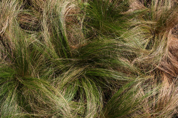 grass