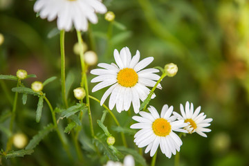 Flowers, flowers chrysanthemum, Chrysanthemum wallpaper,