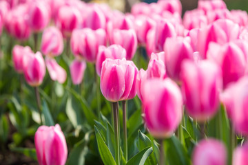 Obraz premium Tulip Flower. Beautiful bouquet of tulips. colorful tulips
