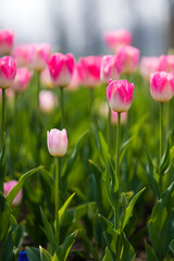 Tulip Flower. Beautiful bouquet of tulips. colorful tulips