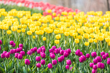 Fototapeta premium Tulip Flower. Beautiful bouquet of tulips. colorful tulips