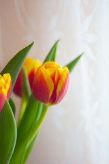 A bouquet of red tulips. Red flowers . Bouquet for the holiday.