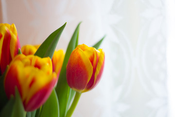Fototapeta premium A bouquet of red tulips. Red flowers . Bouquet for the holiday.