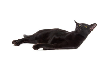 oriental black cat isolated over white background