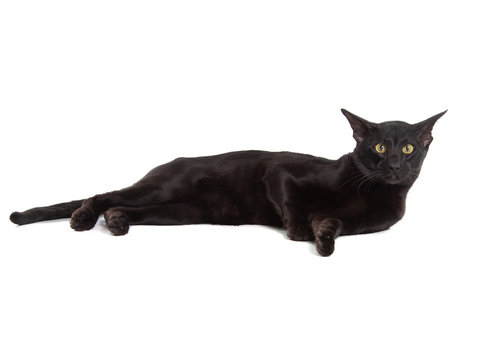 oriental black cat isolated over white background