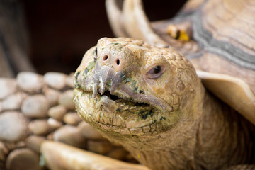 Sulcata tortoise is in the nature.