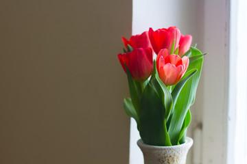 A bouquet of red tulips. Red flowers . Bouquet for the holiday.