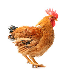 Red rooster on white background 
