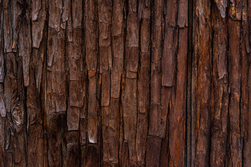 Bark of An Old Tree