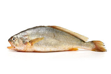 Yellow Croaker Fish On White background 
