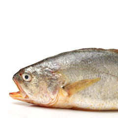 Yellow Croaker Fish On White background 