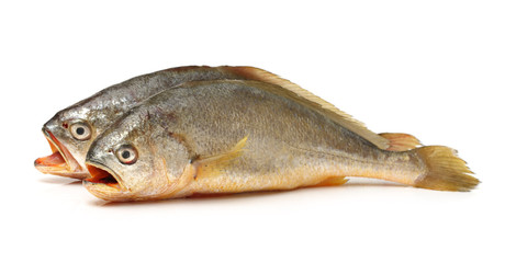 Yellow Croaker Fish On White background 