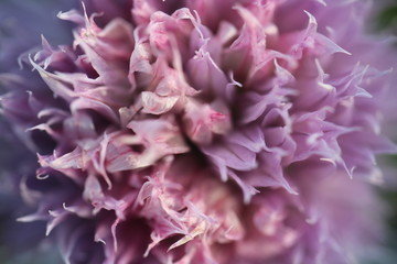 Closeup of the delicate edible pink and purple flower of a chive plant.