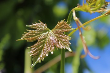 Fresh new shiny green leaves grow on grapevines in early summer