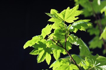 Fresh vine maple leaves on a black background