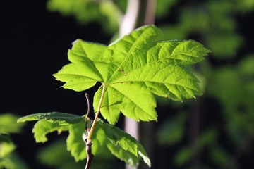 Fresh vine maple leaves of a tree on black background