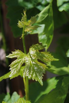 Fresh new shiny green leaves grow on grapevines in early summer