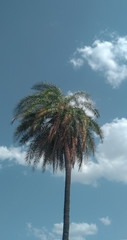 palm trees against blue sky