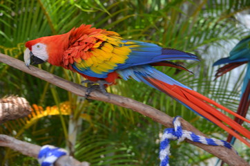 Rainbow colored Macaw