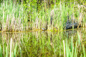 Tortues dans les marais