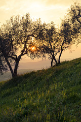 Fototapeta na wymiar Tuscan Sunrise