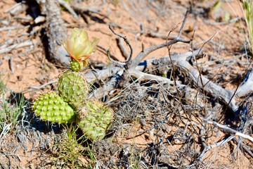 Prickly Pear Cactus Flower Fruit Plant Thorns Desert