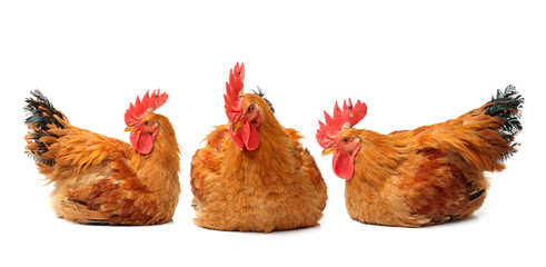 Red rooster on white background 