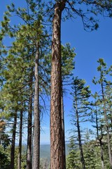 trees in forest ponderosa pine arizona mogollon rim payson