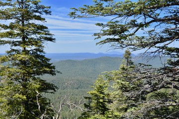 Mogollon Rim Payson Arizona View Trees Ponderosa Pine Oak