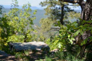 Mogollon Rim Payson Arizona View Trees Ponderosa Pine Oak