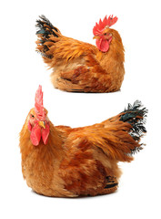 Red rooster on white background 
