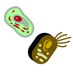 Bacteria flat illustration design graphic