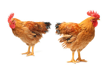 Red rooster on white background 