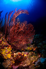 Fototapeta na wymiar Black coral on the reef with blue water