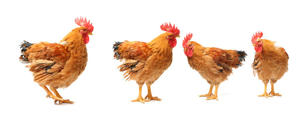 Red rooster on white background 