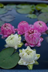 beautiful lotus flower in pond, droplet water on lotus, pink white color