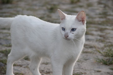 The white cat in the street