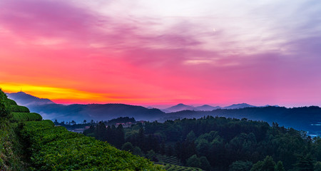 Fototapeta na wymiar A landscape view of the rise of the sun in the green tea fields of Boseong, south korea